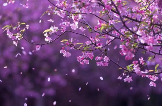 海棠花有毒吗，海棠花可以放室内吗