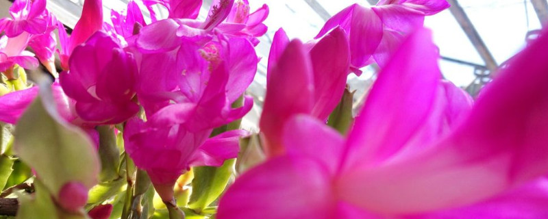 蟹子莲花如何养殖