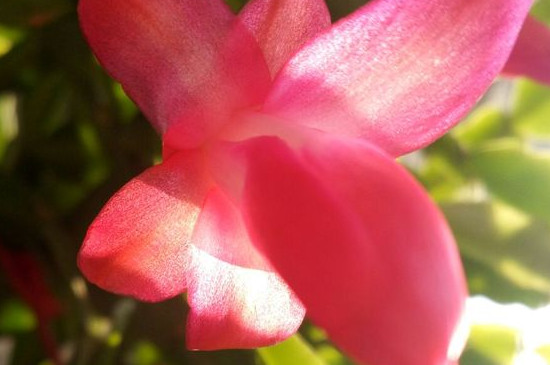 蟹子莲花如何养殖