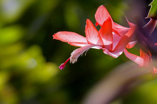 蟹子莲花如何养殖