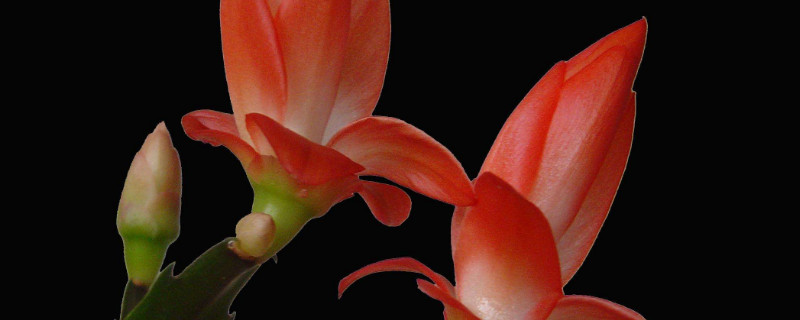 蛰爪兰开花时如何养护