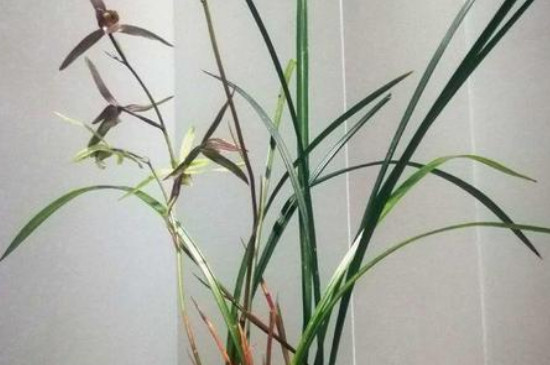 蛰爪兰开花时如何养护