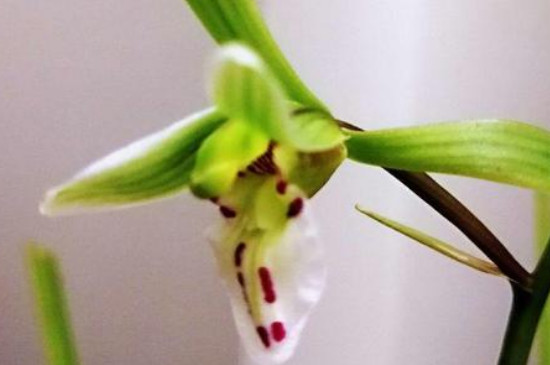 蛰爪兰开花时如何养护