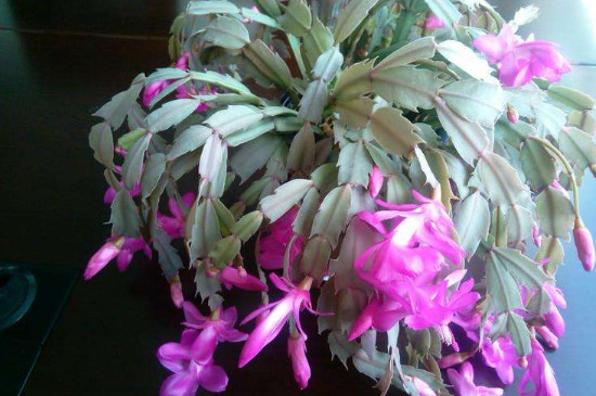 蛰爪兰开花时如何养护