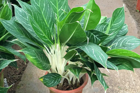 白雪公主是什么种类的花