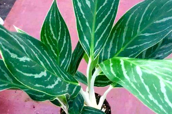 白雪公主是什么种类的花