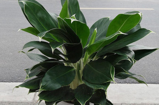 白雪公主是什么种类的花