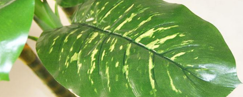 白雪公主花的头干了如何办