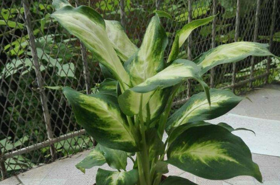 白雪公主花的头干了如何办