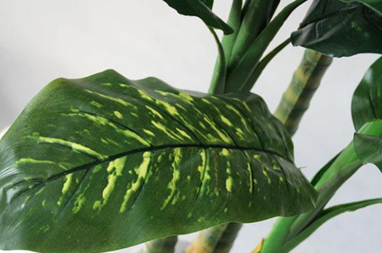 白雪公主花的头干了如何办