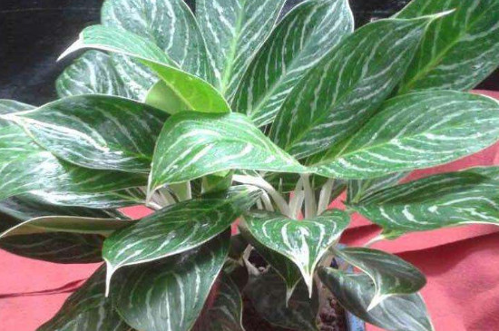 白雪公主花的头干了如何办