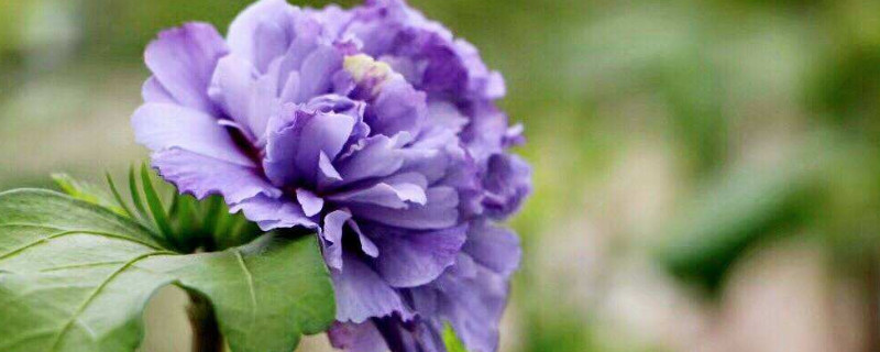 紫玉花有什么功效