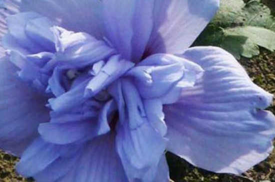 紫玉花象征什么