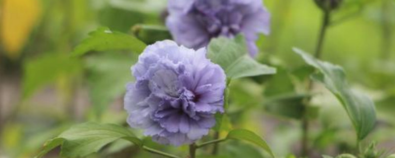 紫玉花的养殖办法