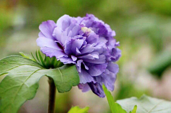 紫玉花的养殖办法