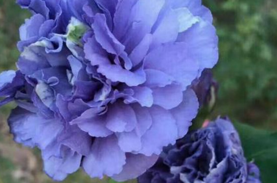 紫玉花的养殖办法