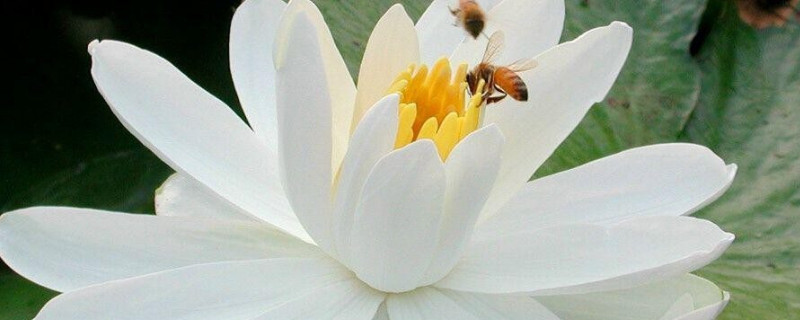 白雪公主花如何养