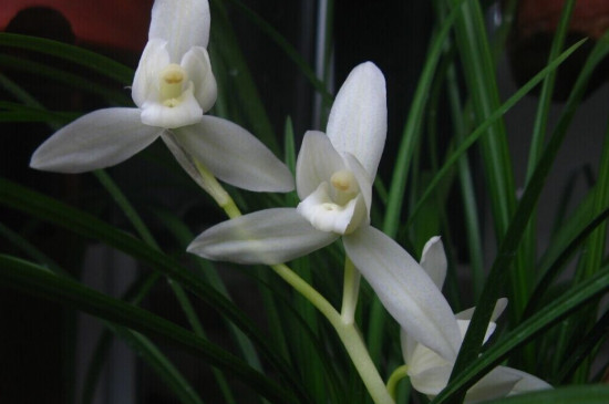 白雪公主花如何养