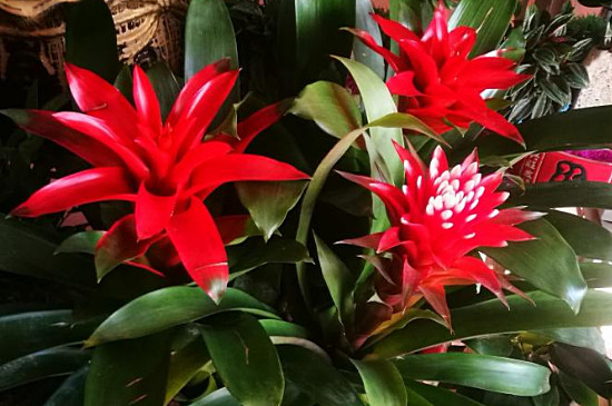 白雪公主花如何养