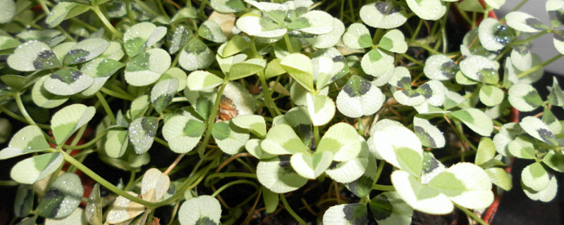 炸浆草种球的种植办法