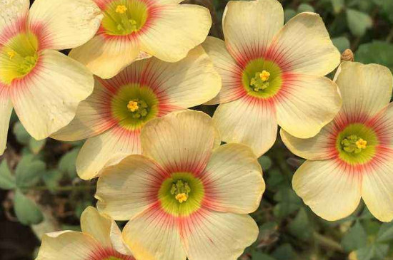 炸浆草种球的种植办法