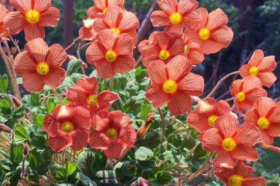 炸浆草种球的种植办法