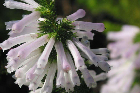 欧石楠干枯还有救吗