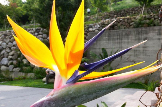 天堂鸟冬季会冻死吗