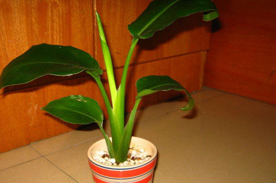 天堂鸟冬季会冻死吗