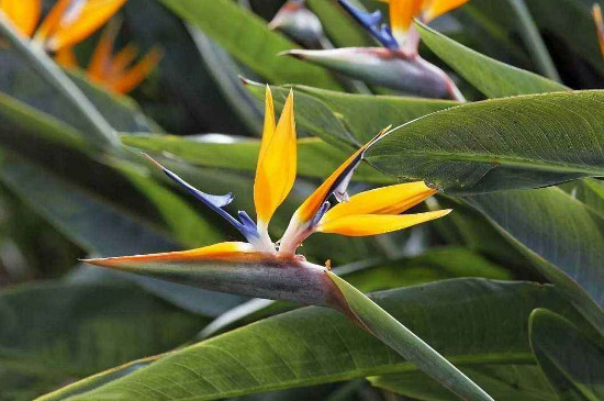 天堂鸟冬季会冻死吗