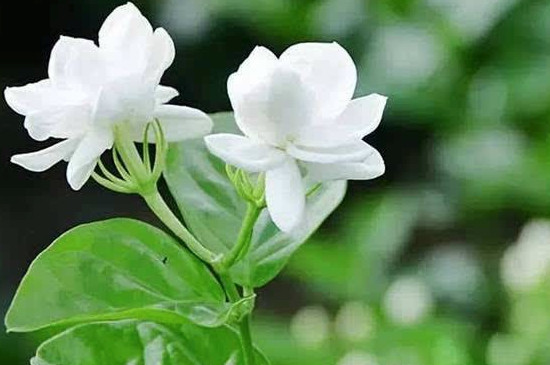 花枯萎了如何办