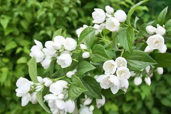 花枯萎了如何办