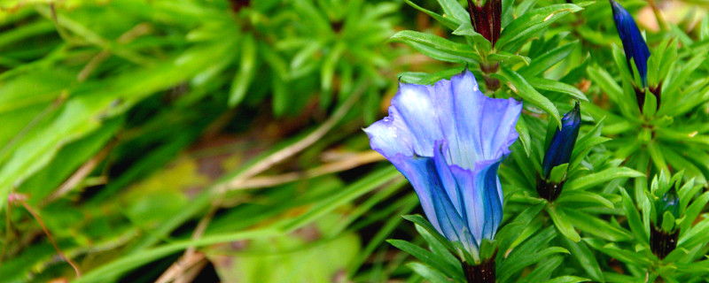 龙胆花的养殖办法和留意事项