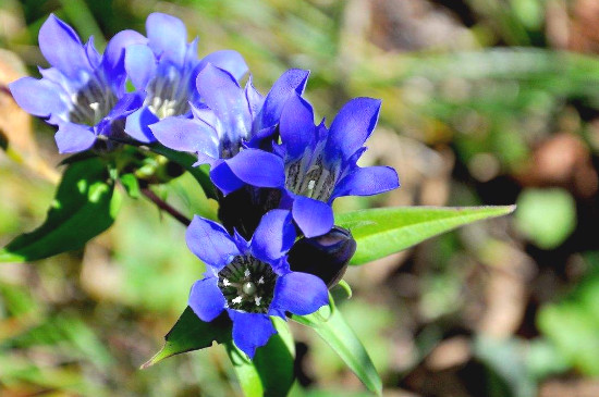 龙胆花的养殖办法和留意事项