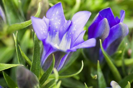 龙胆花的养殖办法和留意事项
