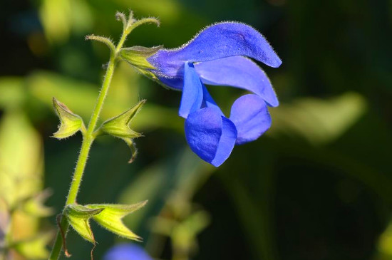 龙胆花的养殖办法和留意事项