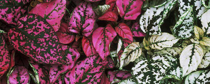 嫣红蔓的养殖办法和留意事项