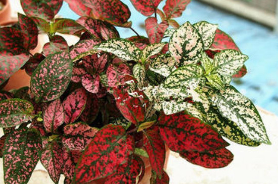 嫣红蔓的养殖办法和留意事项