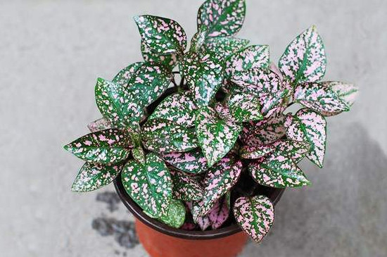 嫣红蔓的养殖办法和留意事项