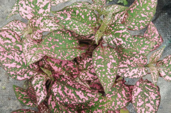 嫣红蔓的养殖办法和留意事项