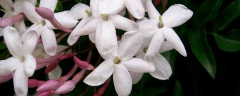 多花素馨如何过冬