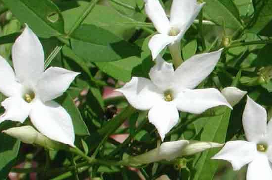 多花素馨如何过冬