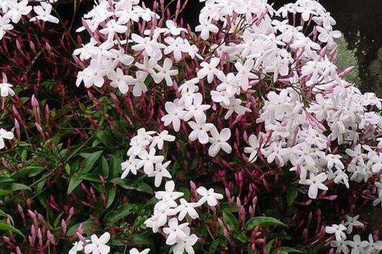 多花素馨如何过冬