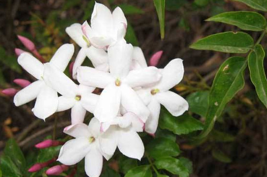 多花素馨如何过冬