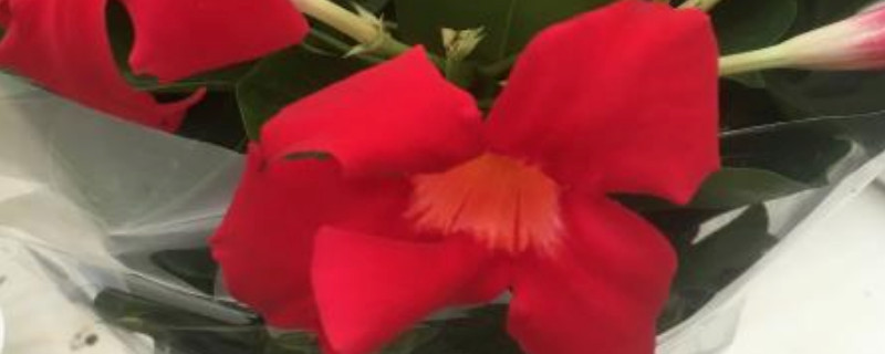 双喜藤冬季如何过冬