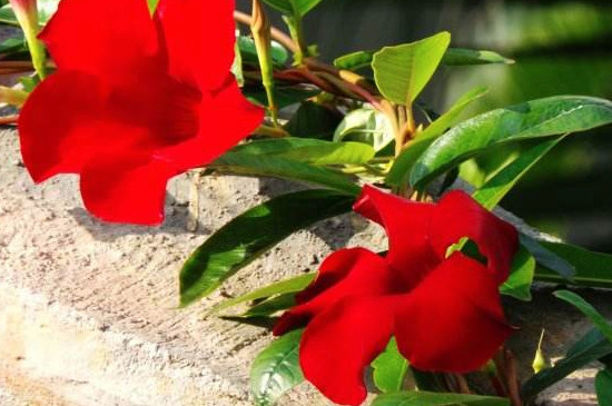 双喜藤冬季如何过冬