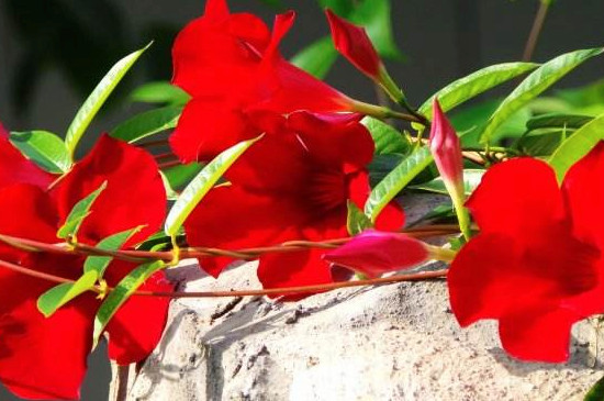 双喜藤冬季如何过冬