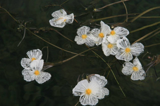 水性杨花是什么花