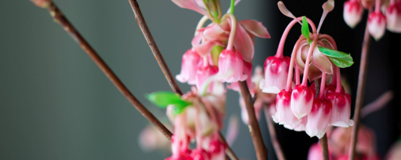 日本吊钟如何养殖办法