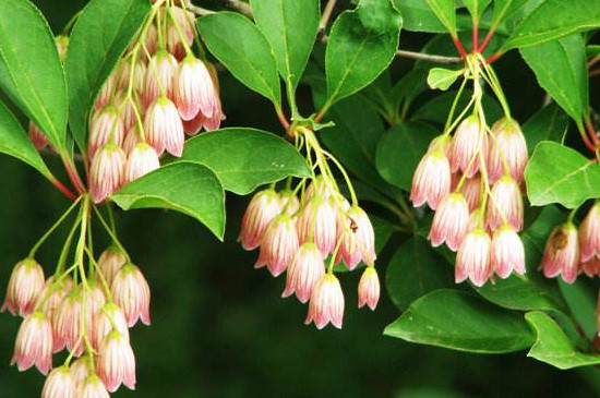 日本吊钟如何养殖办法